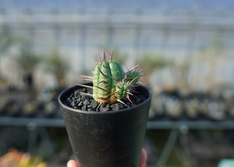 ユーフォルビア　フェロックス　Euphorbia ferox