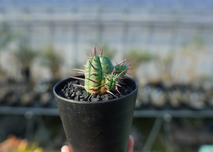 ユーフォルビア フェロックス Euphorbia ferox | mana's farm