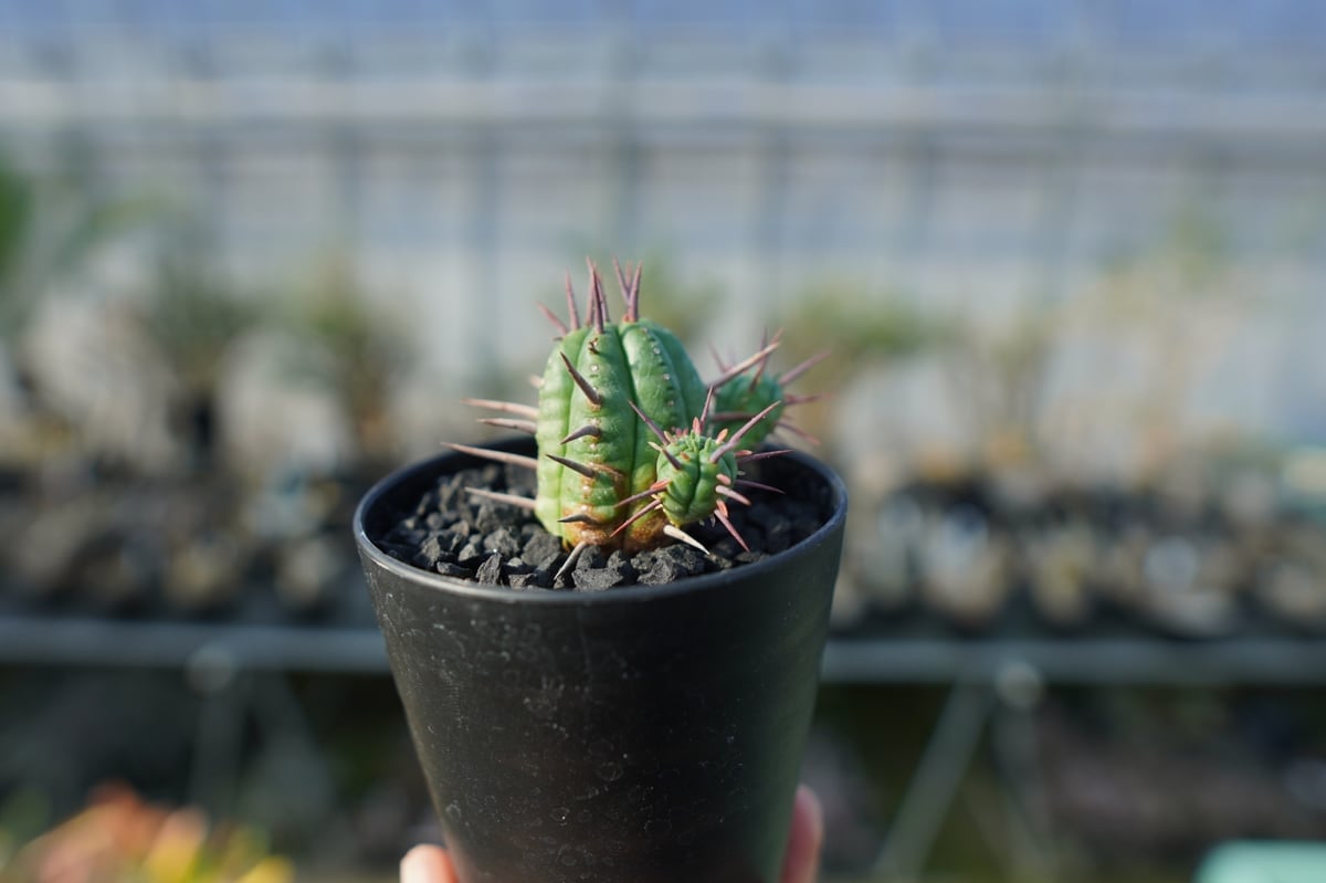 ユーフォルビア フェロックス Euphorbia ferox | mana's farm
