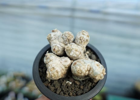 パキポディウム　ブレビカウレ　Pachypodium brevicaule