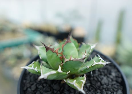 アガベ　チタノタ　姫厳竜　Agave titanota dwarf　No.3