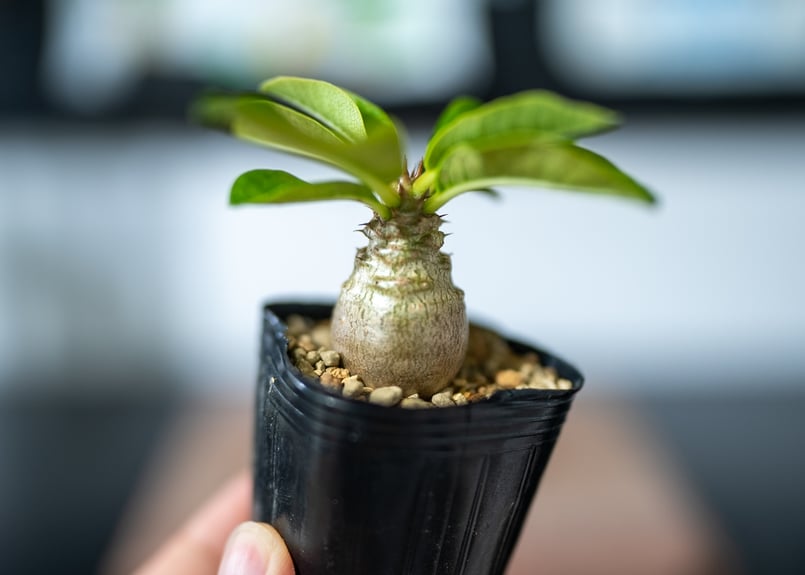 塊根植物 パキポディウム　ウィンゾリー　実生 植物】 【ランダム配送】 パキポディウム ウィンゾリー 実生株