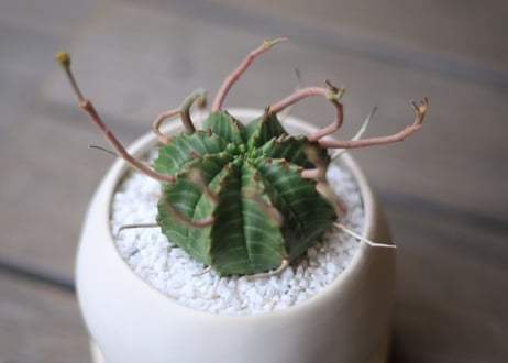ユーフォルビア　バリダ　Euphorbia valida