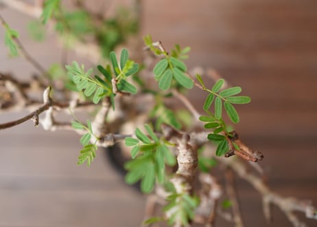 センナ メリディオ​ナリス Senna meridionalis