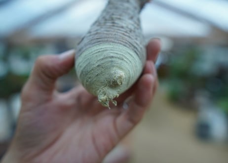【抜き苗】パキポディウム　グラキリス　 Pachypodium Gracilius  No.4