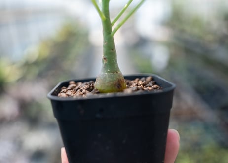 アデニア グラウカ  Adenia glauca　NO.2