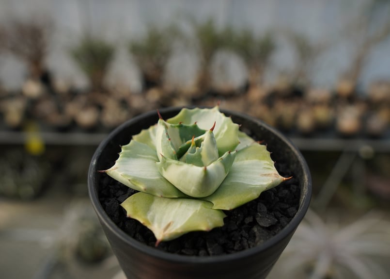 アガベ 王妃雷神錦 白中斑 Agave “Ohi Raijin Nishiki Shirona