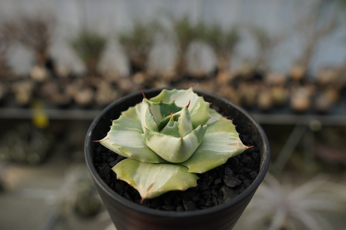 アガベ 王妃雷神錦 白中斑 Agave “Ohi Raijin Nishiki Shirona