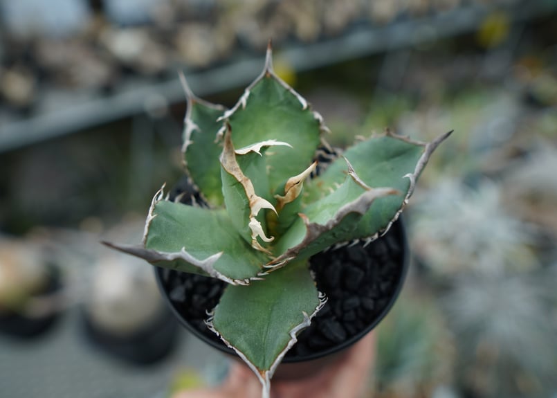 アガベ チタノタ FO-76 agave titanota FO-76 No.1 | mana