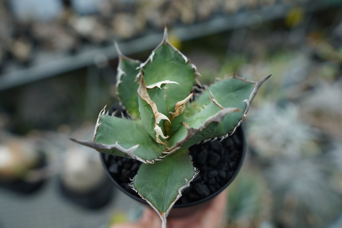 アガベ チタノタ FO-76 agave titanota FO-76 No.1 | mana