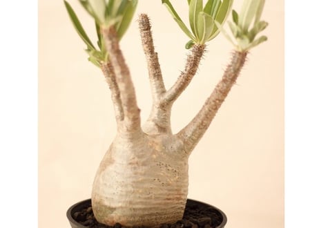 Pachypodium Gracilius パキポディウム  グラキリス  №１
