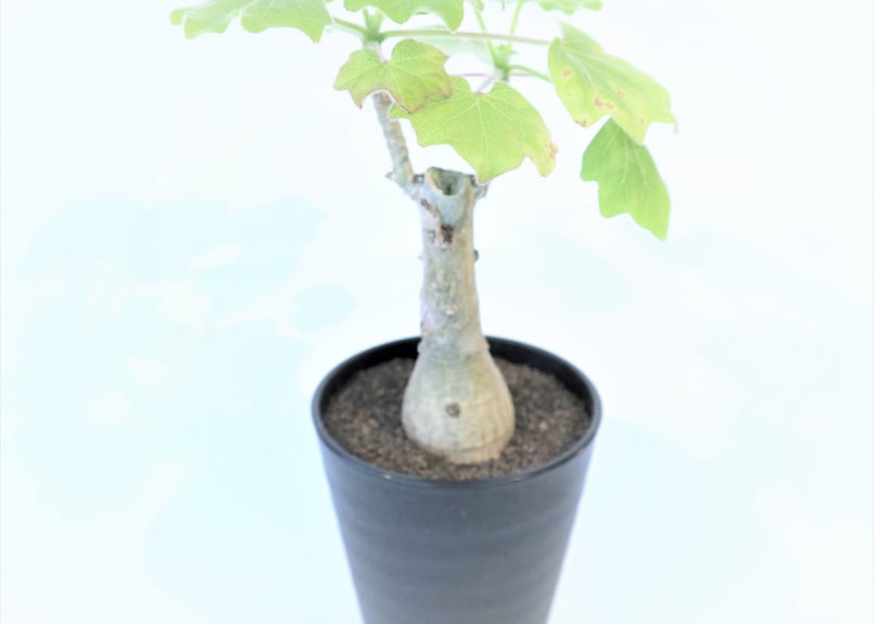 【引取限定特価】【配送不可】 ウンカリーナ グランディディエリ Uncarina grandidieri ウンカリーナ グランディディエリ 多肉