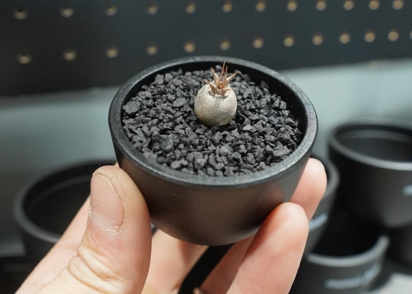 マカイエンセ塊根植物 黒鉢 pachypodium makayense パキポディウム・マカイエンセ【GOODDAYS