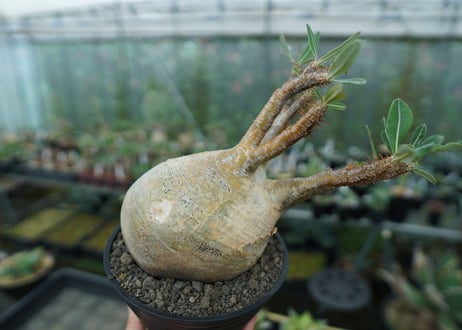 パキポディウム　グラキリス　 Pachypodium Gracilius  No.3