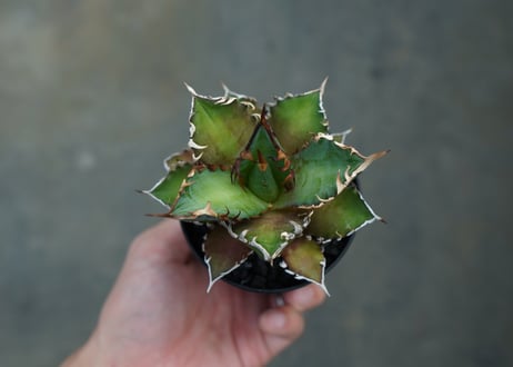 アガベ　チタノタ　グリーンキャットウィーズル　Agave titanota Green catweezle