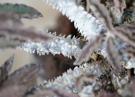 Euphorbia　decaryi