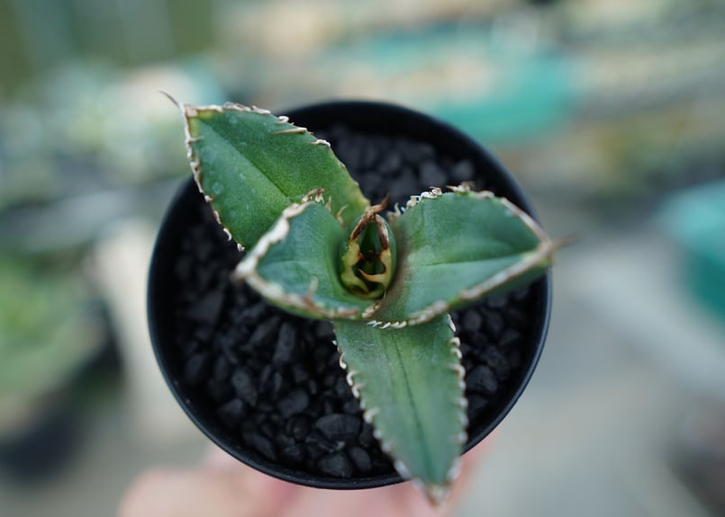 アガベ チタノタ 鬼爪雪峰 Agave titanota “Onitsume Yukimin
