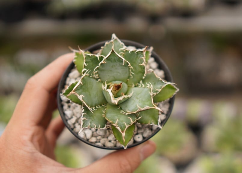 のアイテム一覧 agave titanota フィリグリー 多頭 群生