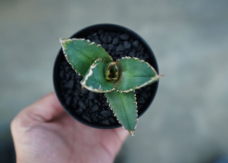 アガベ　チタノタ　鬼爪雪峰  Agave titanota “Onitsume Yukimine”　No.2