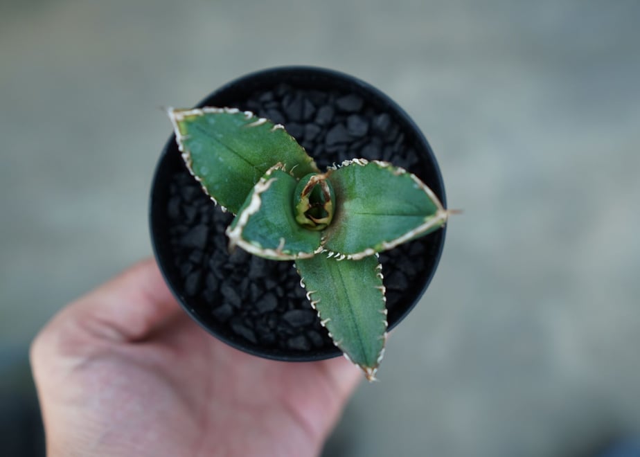 641bae9fdad01e0040ab175d