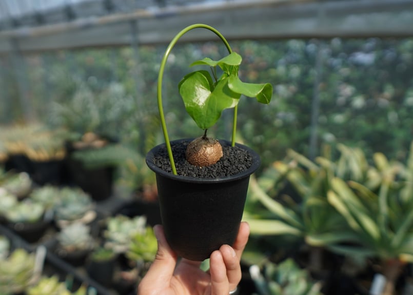 亀甲竜 Dioscorea elephantipes No.9 | mana's farm:塊