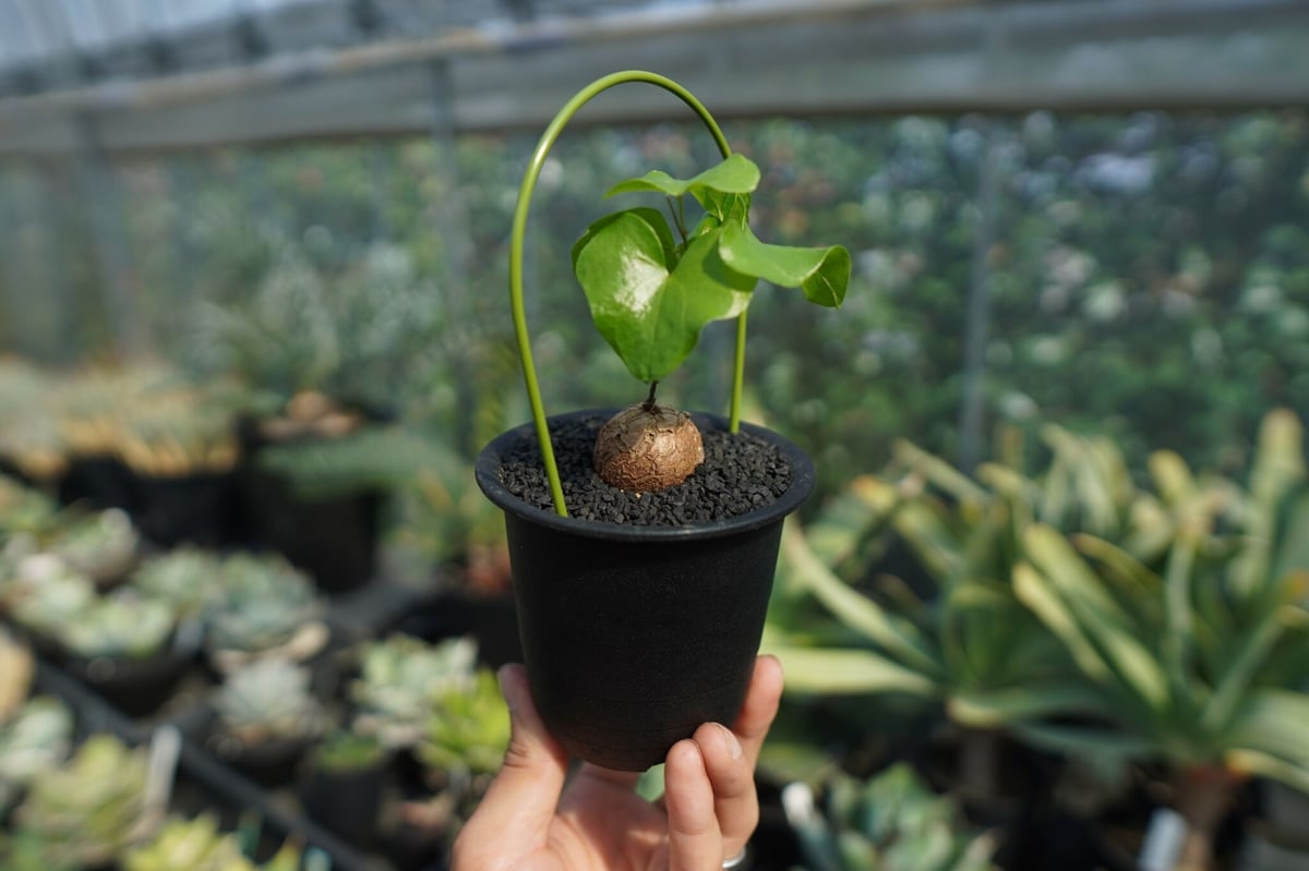 亀甲竜 Dioscorea elephantipes No.9 | mana's farm:塊