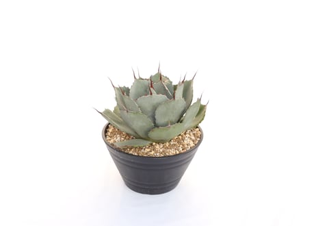 Agave parryi var truncata Huntington
