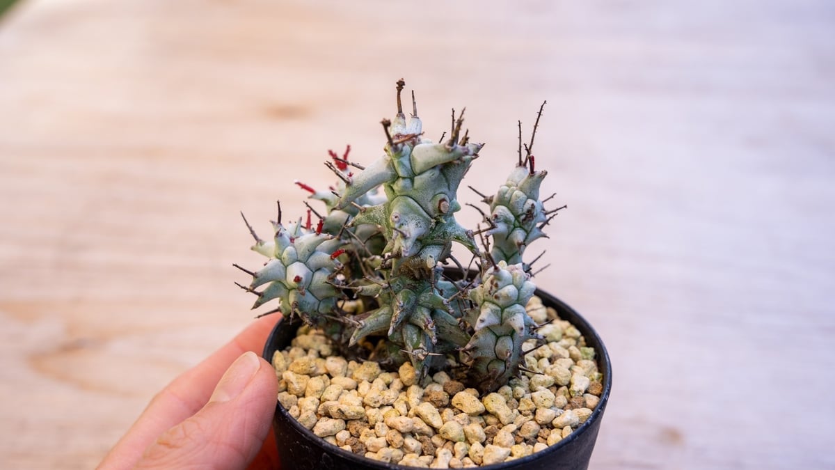 ユーフォルビア ホリダ モンスト | mana's farm:塊根植物・アガベ