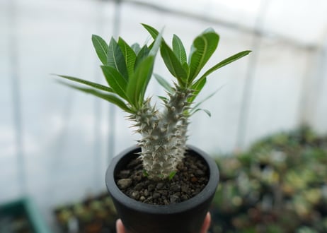 パキポディウム　ホロンベンセ　Pachypodium horombense  No.11