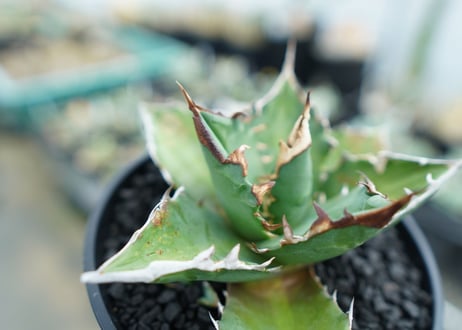 アガベ　チタノタ 　Agave titanota　No.1