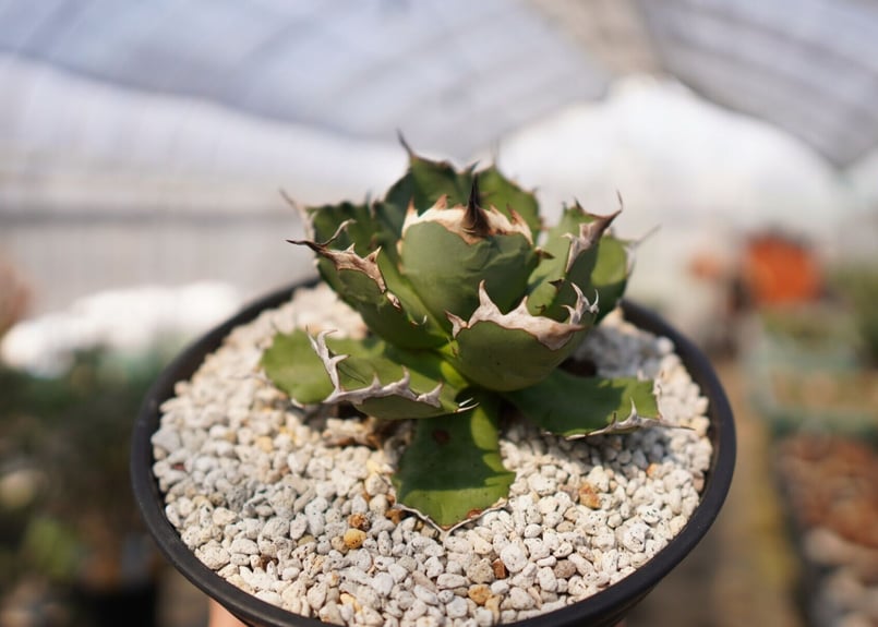 アガベ　チタノタ　US DWARF　中株　子株2個付き アガベ チタノタ US DWARF 中株 子株2個付き AGAVE TITANOTA US