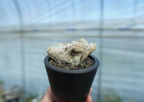 パキポディウム　ブレビカウレ　Pachypodium brevicaule