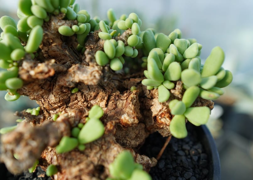 ケラリア ピグマエア Ceraria pygmaea | mana's farm:塊根植物