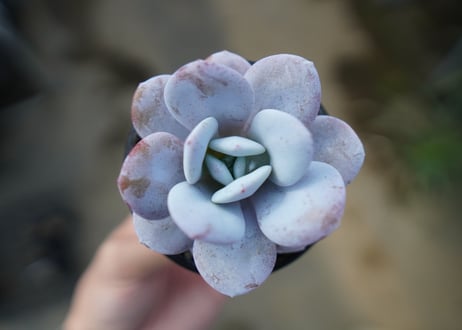 エケベリア　ラウイ　Echeveria laui　No.2
