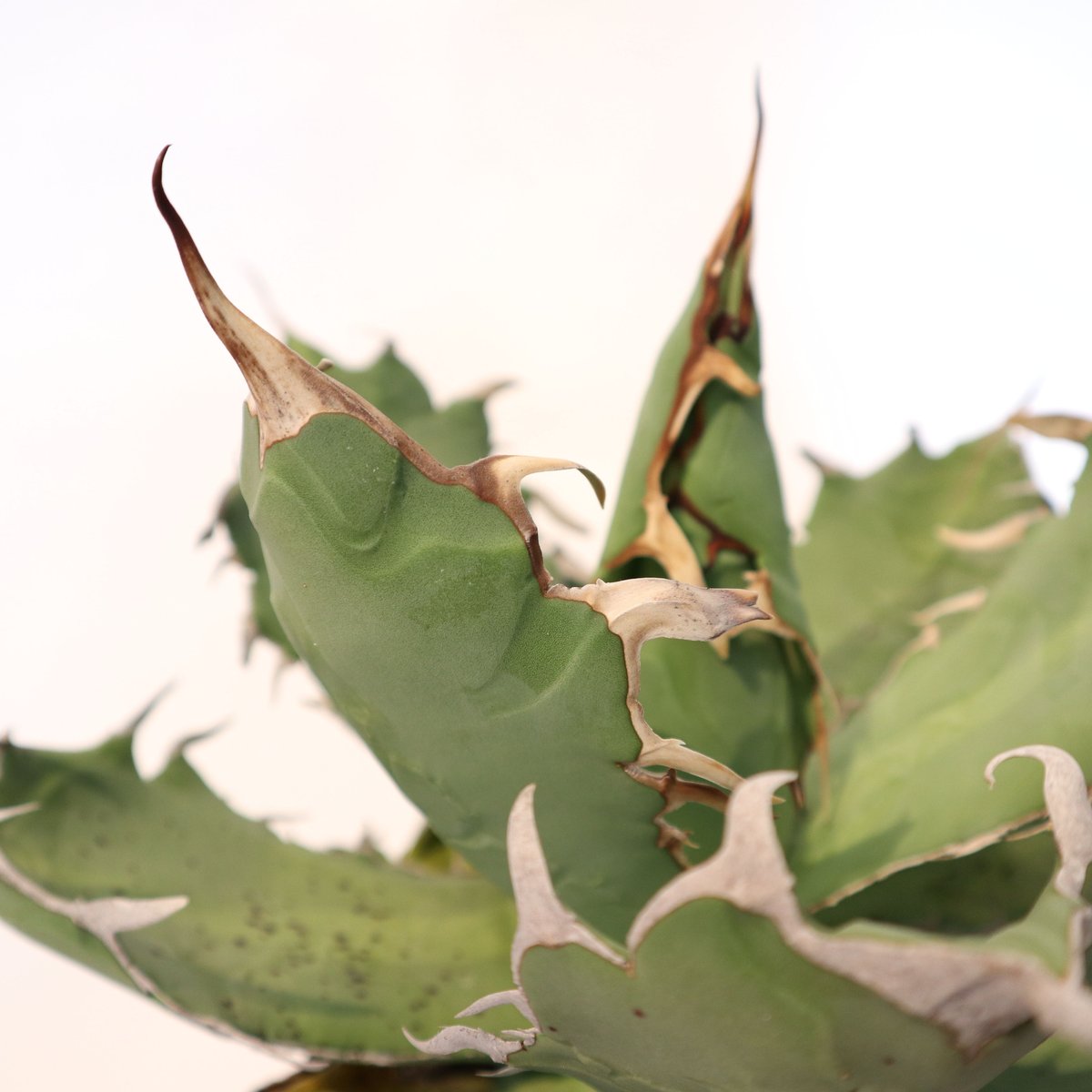 アガベ チタノタ シエラミクスティカ no.9 | mana's farm:塊根植物