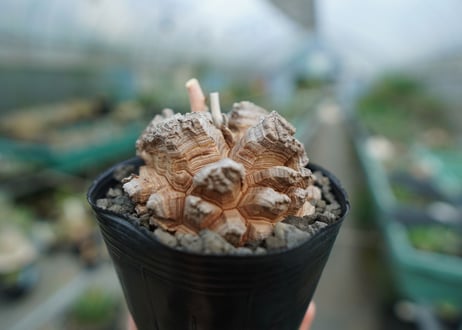 【長谷川園芸産】亀甲竜　Dioscorea elephantipes　No.4