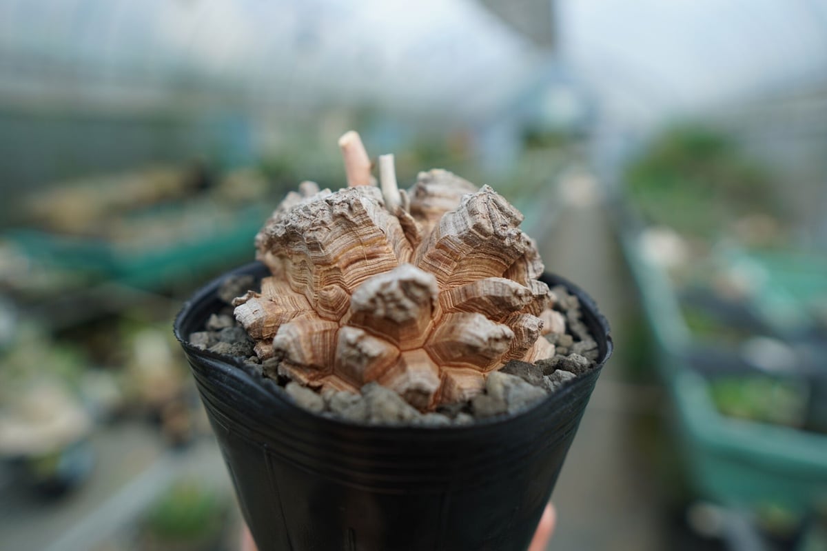 長谷川園芸産】亀甲竜 Dioscorea elephantipes No.4 | mana'