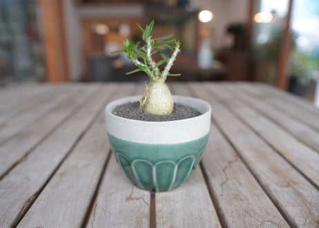 パキポディウム　サキュレンタム　Pachypodium succulentum