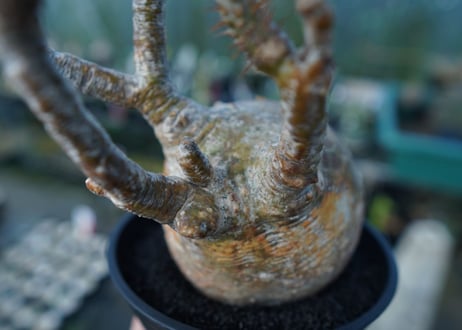 パキポディウム　グラキリス　 Pachypodium Gracilius  No.1