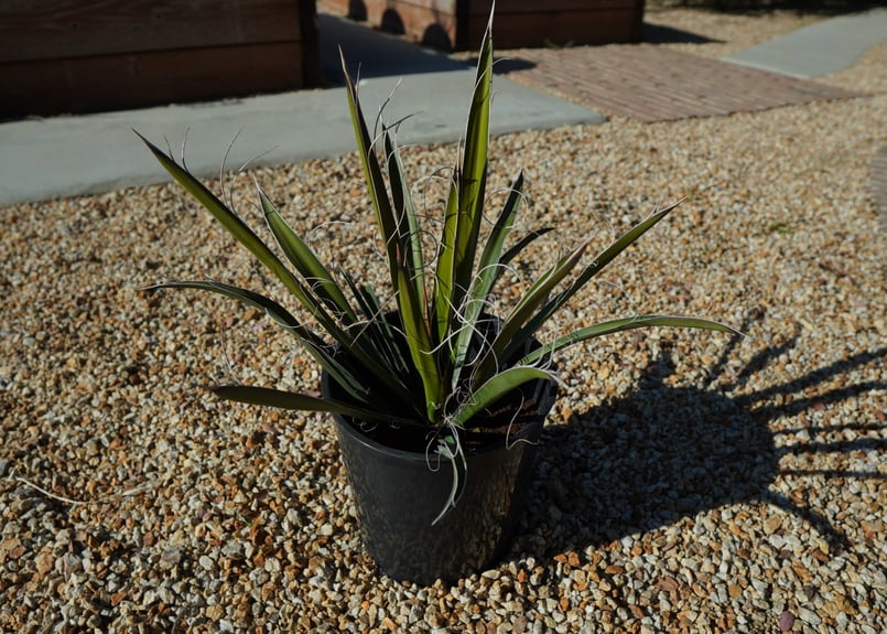 ユッカ カルネロサーナ Yucca carnerosana No.1 | mana's fa