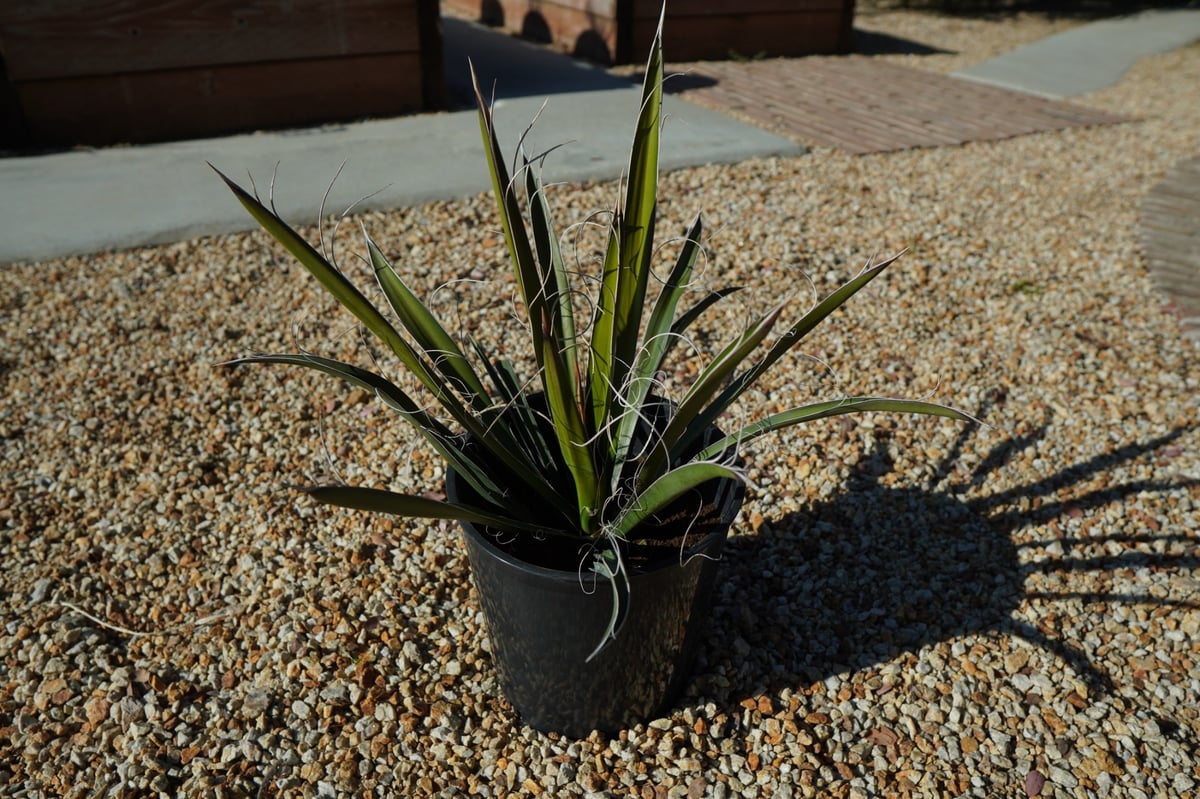 ユッカ カルネロサーナ Yucca carnerosana No.1 | mana's fa