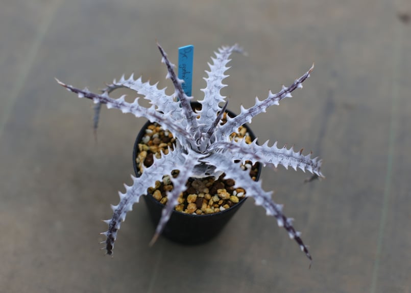 発根済み ディッキア Dyckia goehringii New Form ⑴ ディッキア dyckia goehringii new form x bkk | mana's
