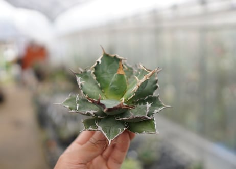 Agave titanota FO-76  D NO.1