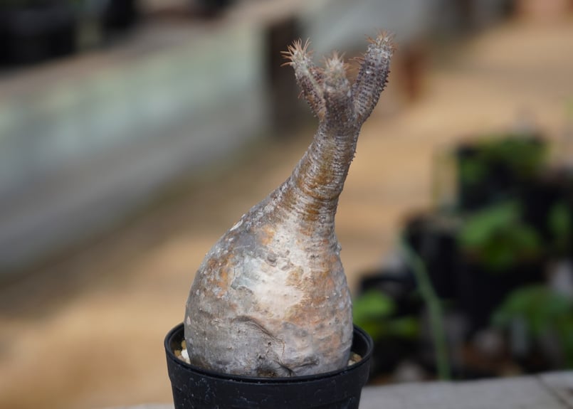 パキポディウム グラキリス 変態株 パキポディウム グラキリス-PG294 | Supervoid Caudex