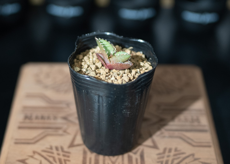 アガベ オテロイ 沖縄実生 | mana's farm:塊根植物・アガベ・ドライ