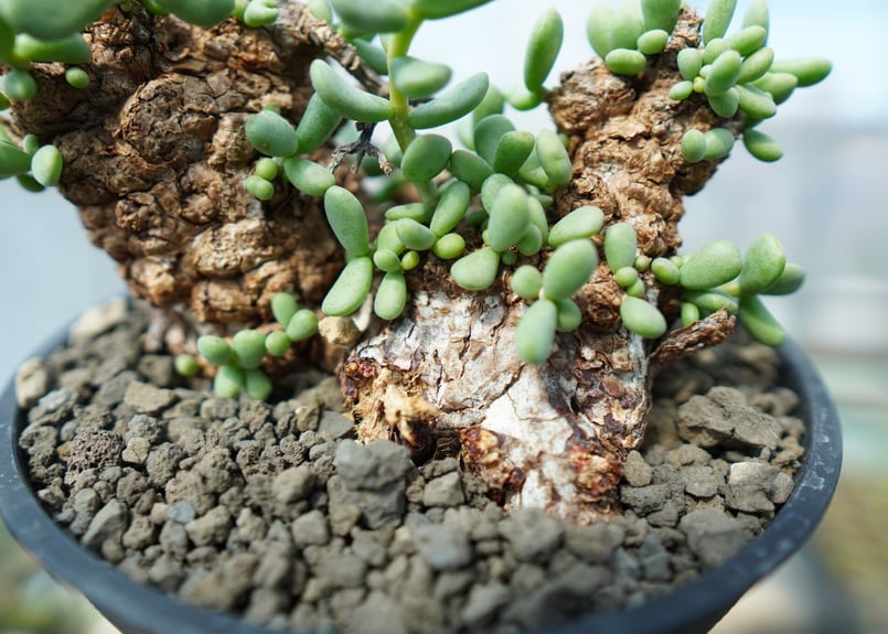 ケラリア ピグマエア Ceraria pygmaea No.10 | mana's farm