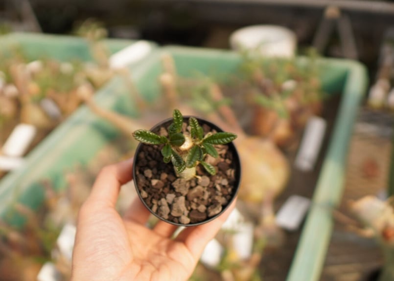 ドルステニア ギガス NO.1 | mana's farm:塊根植物・アガベ・ドライ