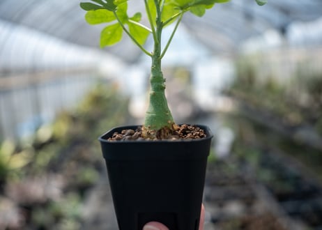 アデニア グラウカ  Adenia glauca　NO.1