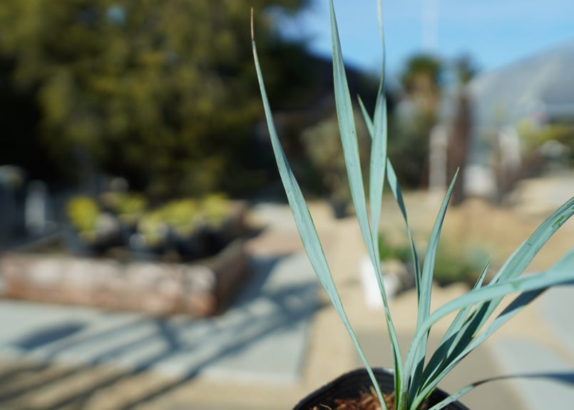 ユッカ ロストラータ No.1 | mana's farm:塊根植物・アガベ・ドライ