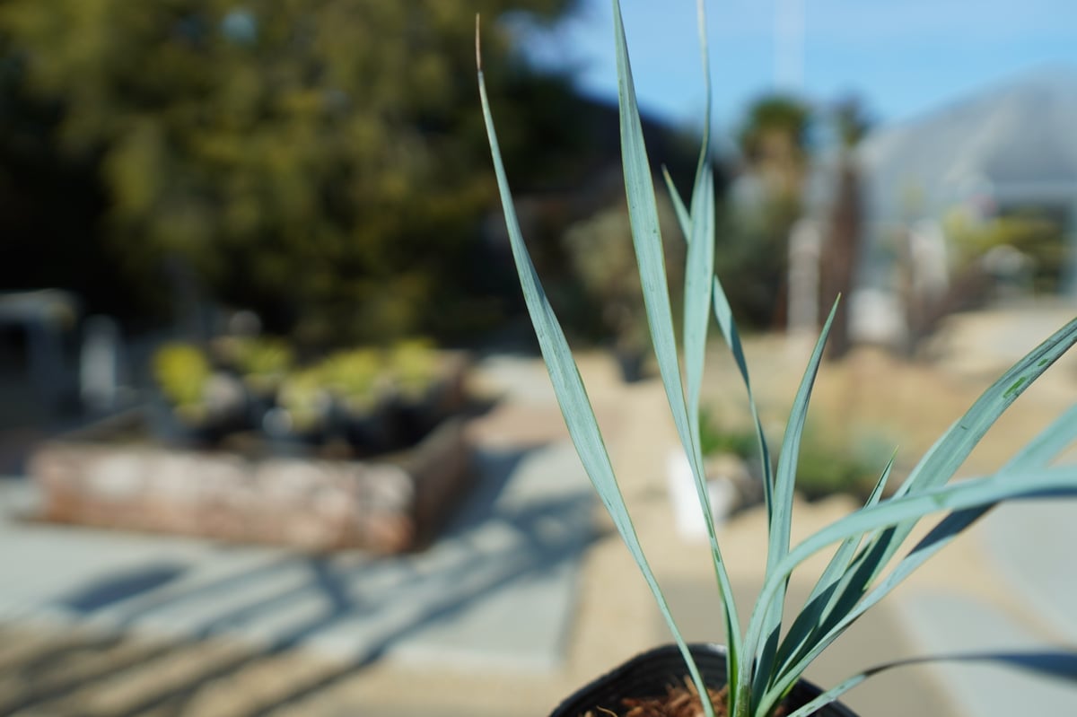 ユッカ ロストラータ 1 キュウページ ユッカ ロストラータ No.1